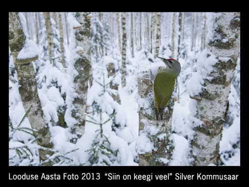 Silver Kommusaar "Siin on keegi veel"